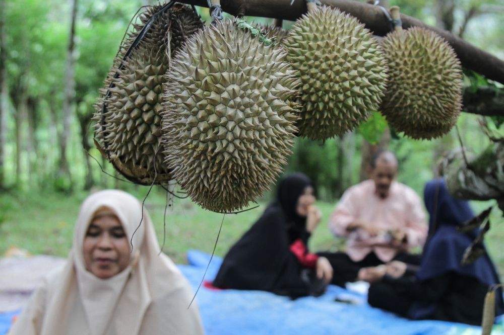 HUT Banten Ke-22, Pemprov Akan Gelar Pesta Durian
