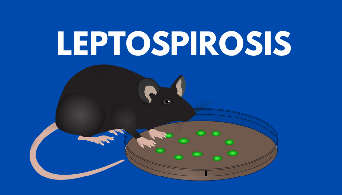Mengenal Leptospirosis, Penyakit yang Muncul Saat Musim Banjir