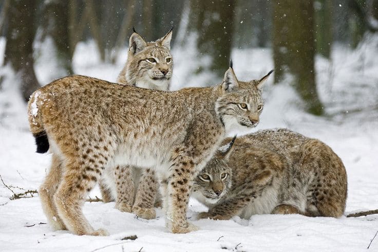 Mengenal Lynx, Kucing Liar Langka yang Diburu di Swedia