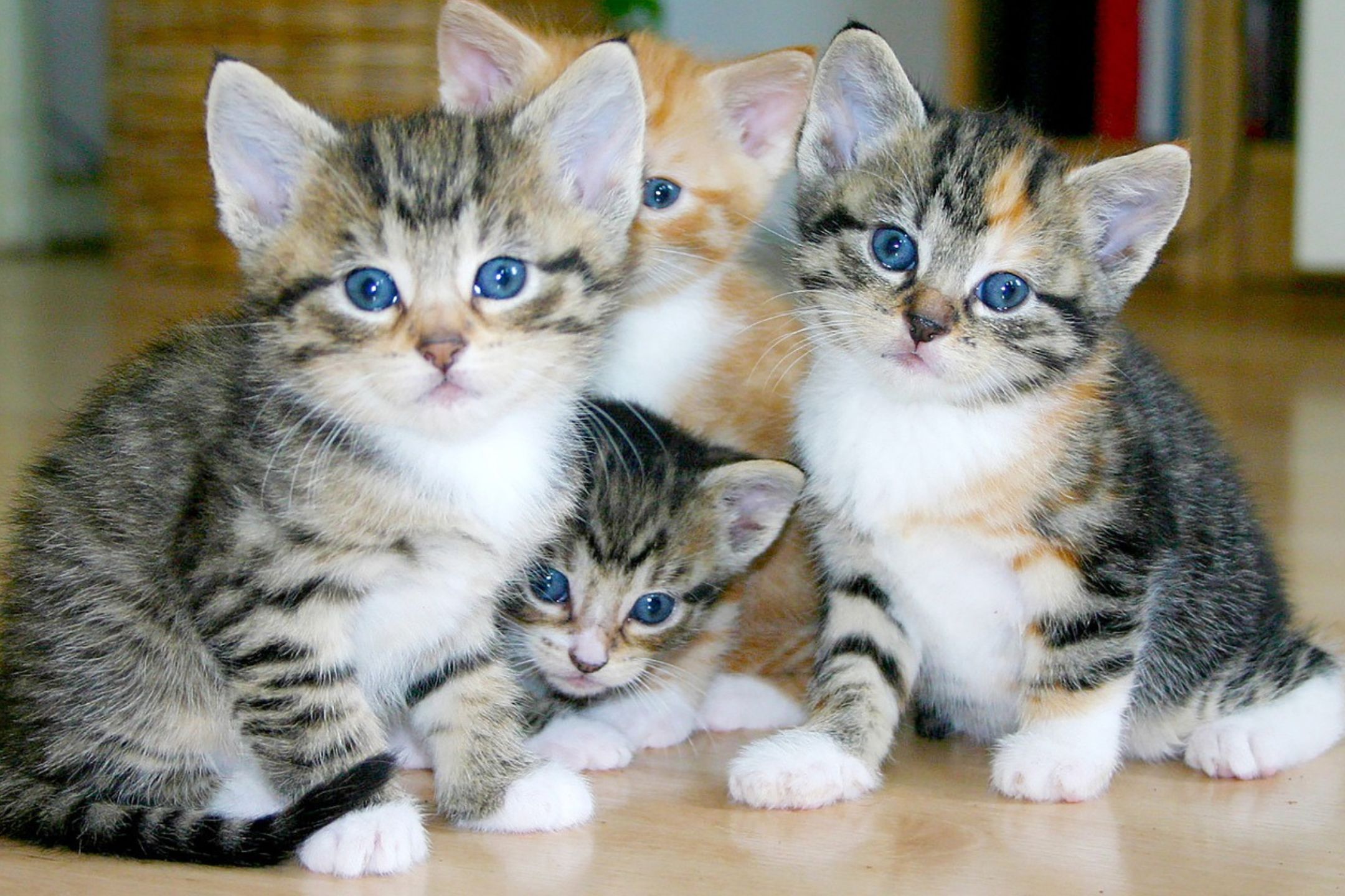 4 Cara Kucing Berkomunikasi Satu Sama Lain, Ailurophile Harus Tahu!